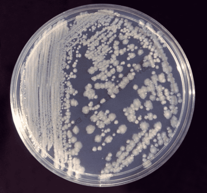 Enterobacter_cloacae_01_e