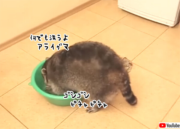 洗ってみた。アライグマはとんでもないものを洗ってお母さんを困らせました