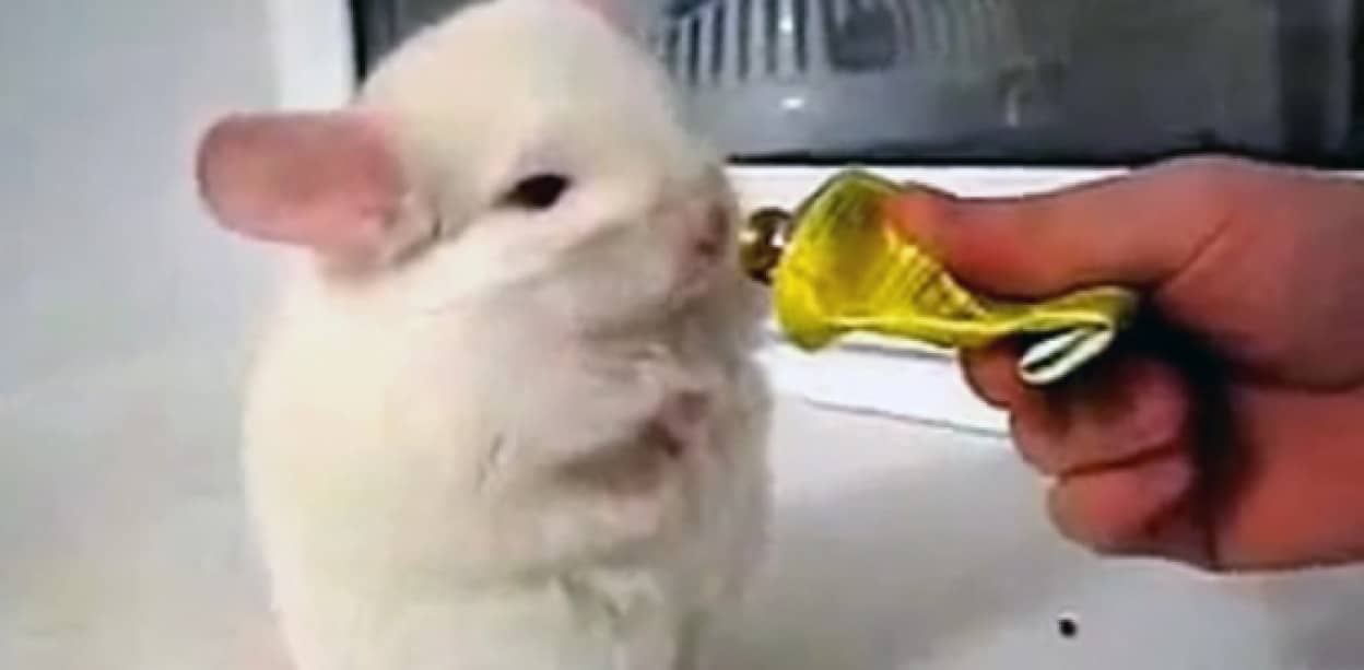 ゼンマイ仕掛けみたいにトコトコうごくよ 二足立ちでおやつを追いかけるかわいいチンチラ カラパイア