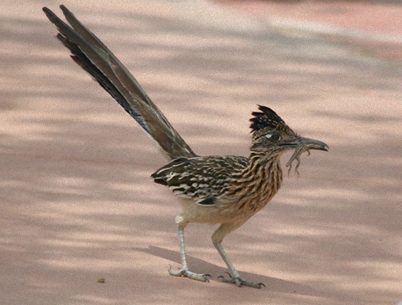 これが道路爆走鳥 ロードランナー ミチバシリ だ カラパイア