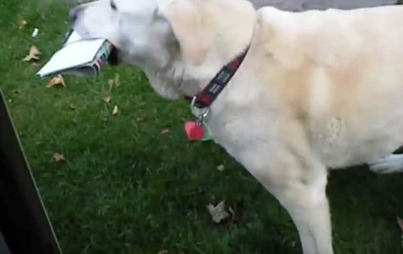 かわいすぎかよ 毎日郵便局員からお手紙をもらい家に届ける犬 カラパイア かわいすぎかよ 毎日郵便局員からお手紙をもらい家に届ける犬 カラパイア