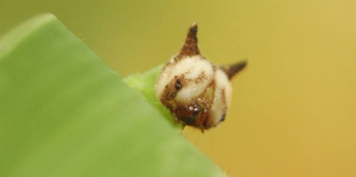 猫顔のイモムシだと キティそっくりな顔をもつヒメジャノメの幼虫 昆虫注意 カラパイア