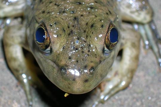 Frog_parietal_eye