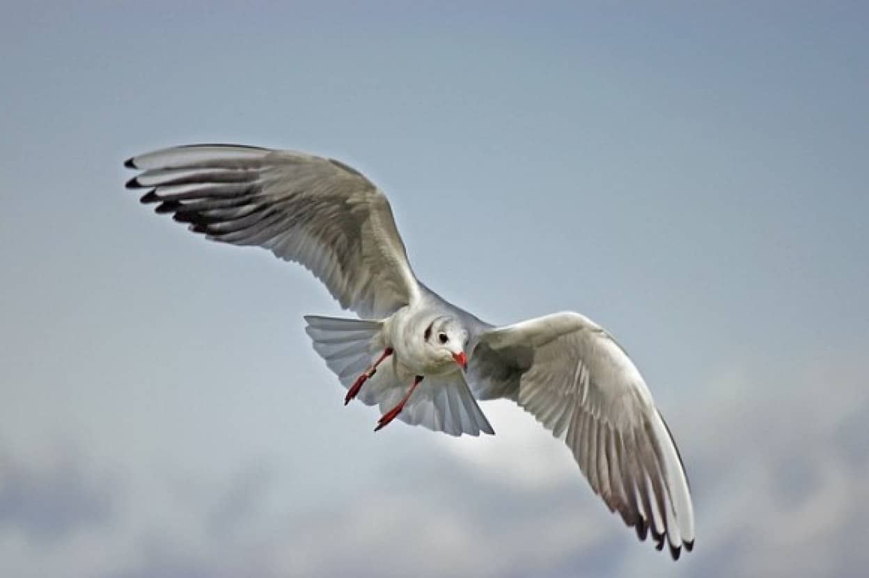seagull-79658_640_e
