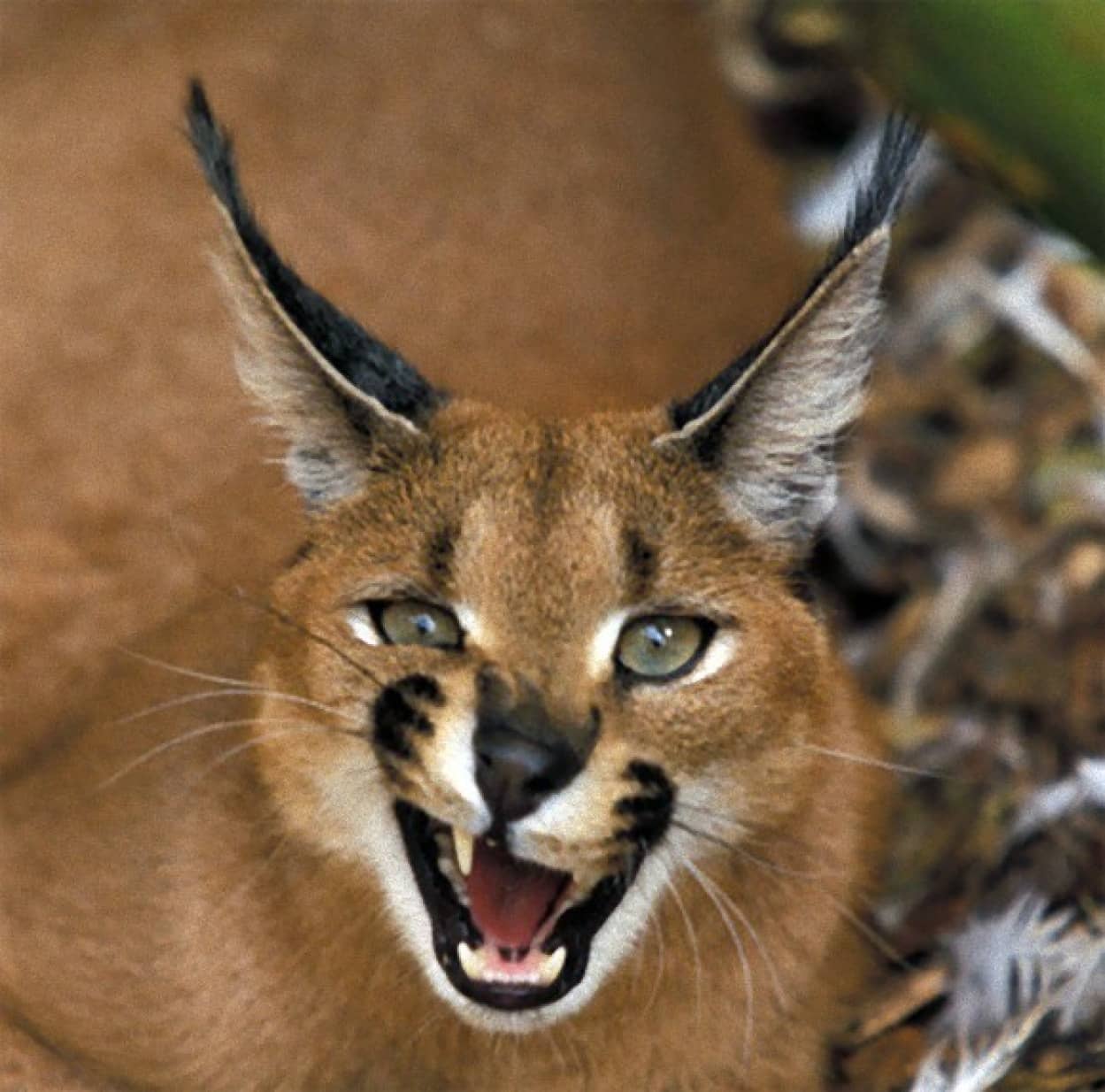 トサカのような耳毛かっこいい カラカル画像フォルダを充実させるの会 カラパイア トサカのような耳毛かっこいい カラカル画像フォルダを充実させるの会 カラパイア