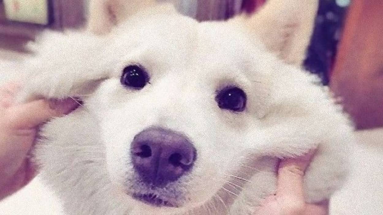 犬ってやっぱいいやつだ 犬のびよ んがあまりにも脱力キュート カラパイア 犬ってやっぱいいやつだ 犬のびよ んがあまりにも脱力キュート カラパイア