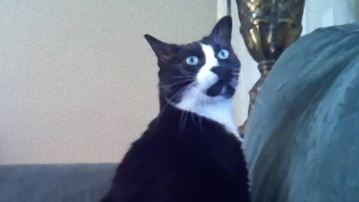 愛猫は耳が聞こえない ではこうしよう 耳の聞こえない猫を起こす飼い主さんにほっこり カラパイア