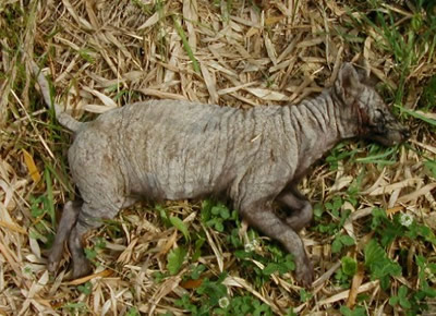 長崎県で謎生物 珍獣 がニワトリを襲う事件が発生 カラパイア 長崎県で謎生物 珍獣 がニワトリを襲う事件が発生 カラパイア