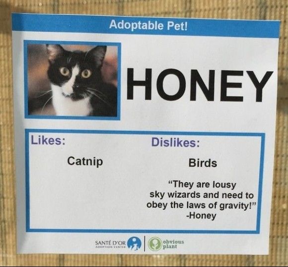 Honey_e