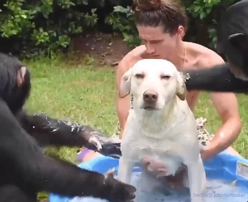 こんな夏の風物詩が見たかった チンパンジー2頭と人間がタッグを組んで犬をゴシゴシ丸洗い カラパイア こんな夏の風物詩が見たかった チンパンジー2頭と人間がタッグを組んで犬をゴシゴシ丸洗い カラパイア