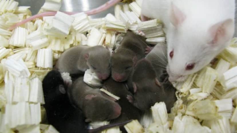 宇宙ネズミが誕生 宇宙で冷凍されたマウスの精子から健康な赤ちゃんが生れる カラパイア 宇宙ネズミが誕生 宇宙で冷凍されたマウスの精子から健康な赤ちゃんが生れる カラパイア