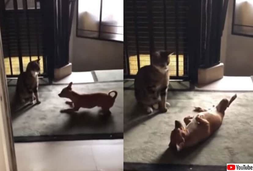 温度差がすごい 犬は押して猫はひきまくるの構図 カラパイア 温度差がすごい 犬は押して猫はひきまくるの構図 カラパイア