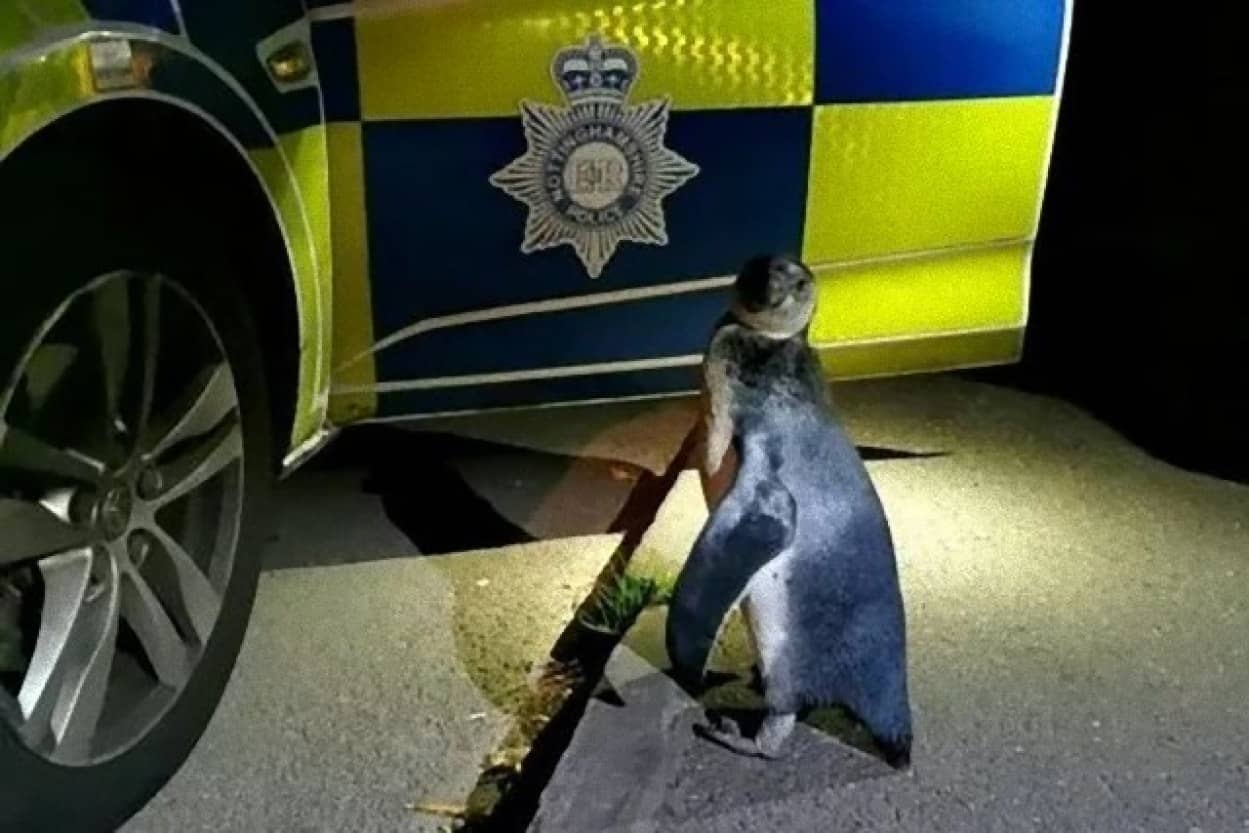 逃亡中のペンギンが警察に保護される事案