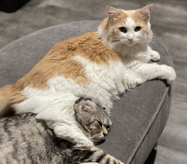 猫が家畜化された時期と起源は？失われた歴史が遺伝子研究で明らかに
