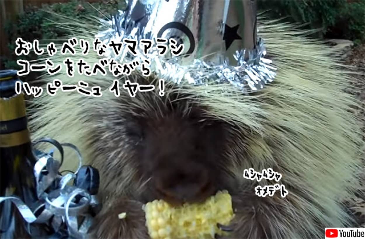 おしゃべりなヤマアラシのハッピーニューイヤー！