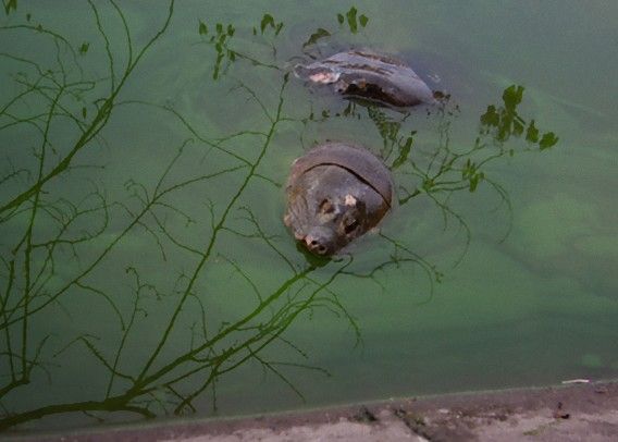 伝説のuma 巨大生物は絶滅したはずのカメだった カラパイア 伝説のuma 巨大生物は絶滅したはずのカメだった カラパイア