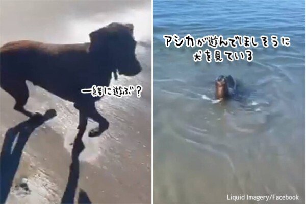 犬と遊びたいアシカ