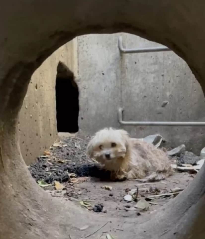 drain dog1_e