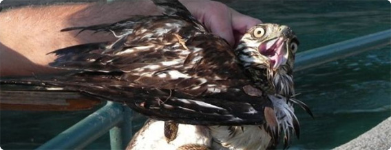 不覚にも・・・ヘビを捕らえようとして逆に捕らわれの身となったハヤブサが人間に救出される