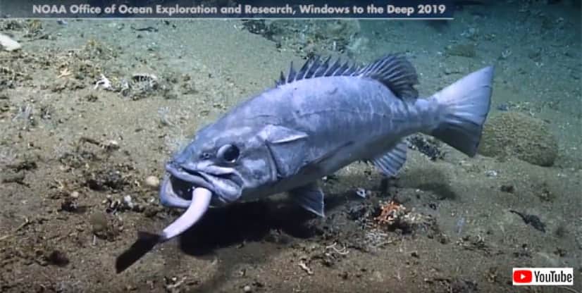 海底での弱肉強食リアル 魚の死骸をむさぼるサメの群れ そのサメを生きたまま捕食する魚 食事風景注意 カラパイア 海底での弱肉強食リアル 魚の死骸をむさぼるサメの群れ そのサメを生きたまま捕食する魚 食事風景注意 カラパイア