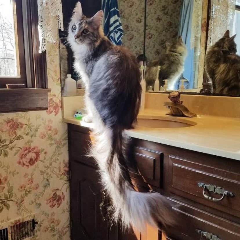 長くてフワ ッ 世界一尻尾の長い猫 メインクーンのシグナスさん アメリカ カラパイア 長くてフワ ッ 世界一尻尾の長い猫 メインクーンのシグナスさん アメリカ カラパイア