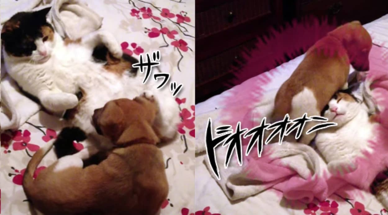 予想外の展開に猫固まる 大ダメージを与えちゃう犬のこうげき カラパイア 予想外の展開に猫固まる 大ダメージを与えちゃう犬のこうげき カラパイア