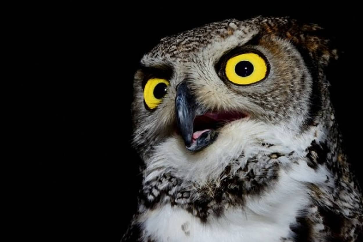 owl-1668274_640_e