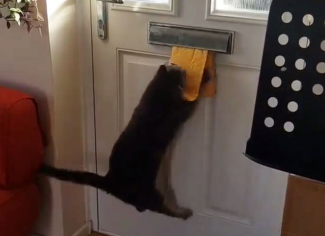 猫と郵便物の面白動画