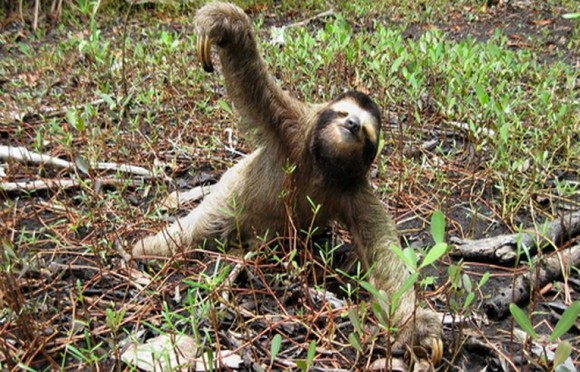 海外で人気急上昇 ナマケモノに関しての7つのマメ知識 カラパイア