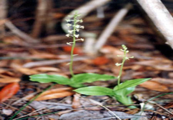 shimahozakiran