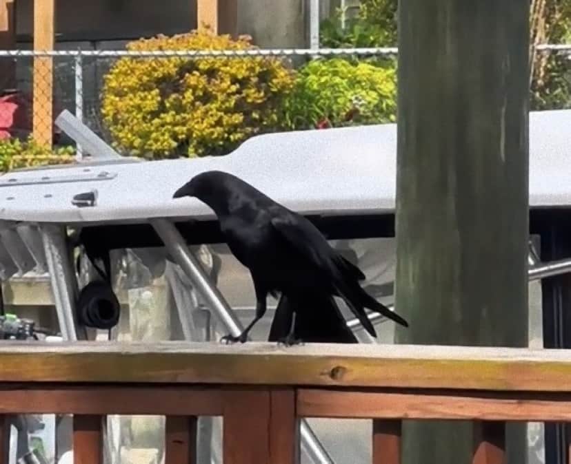 crow4_e
