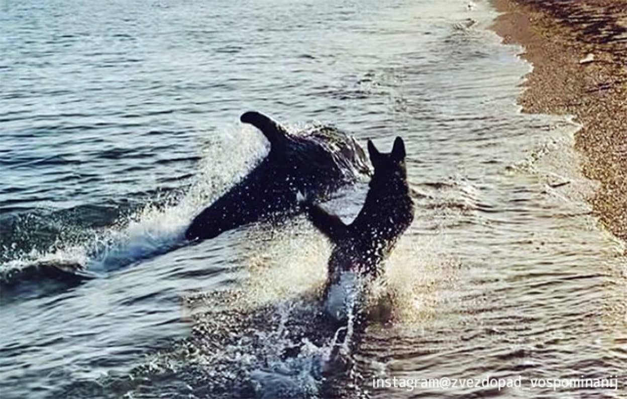 犬と遊びたいイルカが波打ち際まできて一緒に追いかけっこ