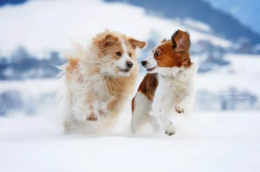 cuteanimals20_e