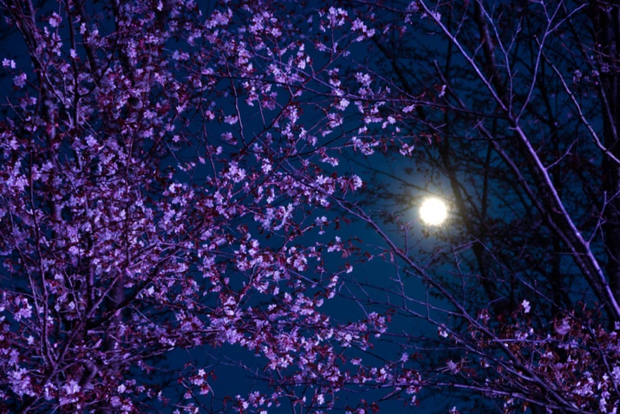 21年3月の満月は29日 夜空を見上げて月に願いを カラパイア 21年3月の満月は29日 夜空を見上げて月に願いを カラパイア