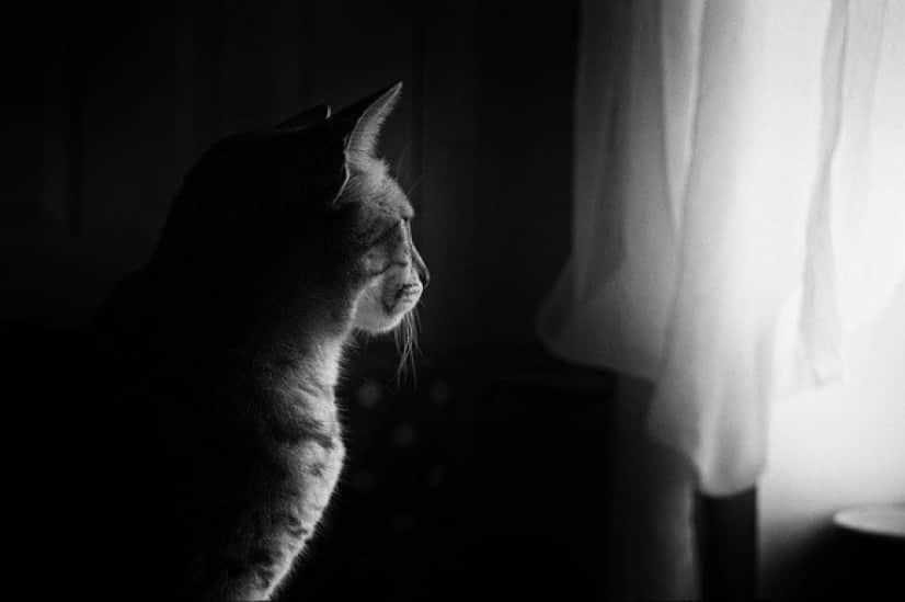 cat-ga4802f492_640_e