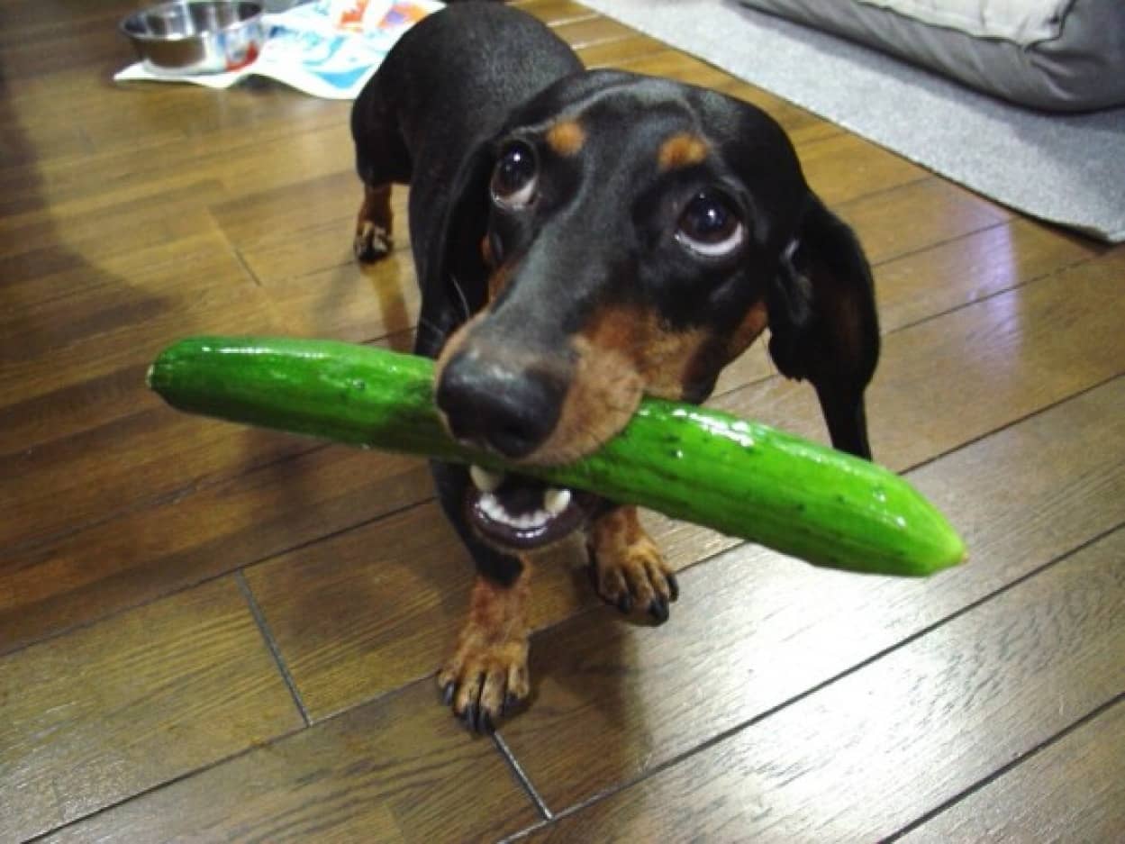 これおいしいよ 食べてみて 犬は自分にとってのごちそうを仲間に分け与えることが判明 親しい相手には特に オーストリア研究 カラパイア