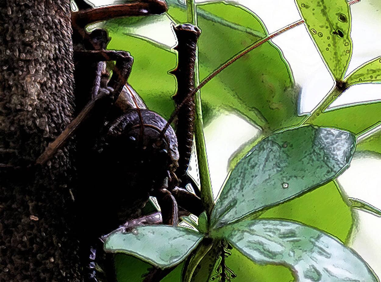巨大昆虫「ジャイアント・ウェタ」がニュージーランドで再導入
