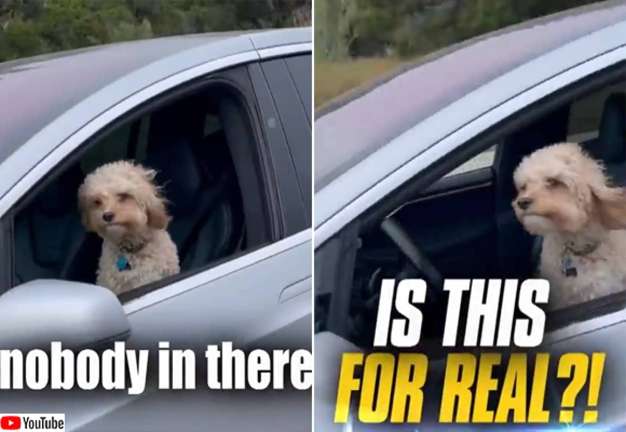 犬が1匹でドライブだと 犬だけが乗ったテスラの自動運転車が目撃される カラパイア