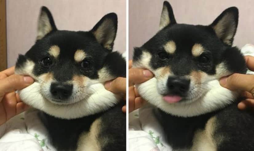 犬ってやっぱいいやつだ 犬のびよ んがあまりにも脱力キュート カラパイア 犬ってやっぱいいやつだ 犬のびよ んがあまりにも脱力キュート カラパイア