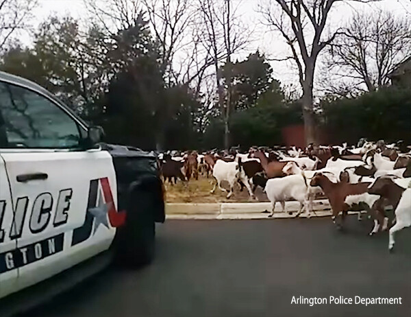 ちょっと通りすぎ！200頭のヤギが脱走し住宅地を徘徊、警察が交通整理にてんてこまい