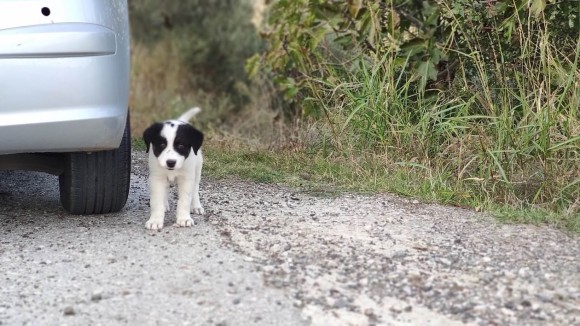 ボクを一緒に連れてって！車の後を必死で追いかけてきた野良犬の保護物語（ギリシャ）