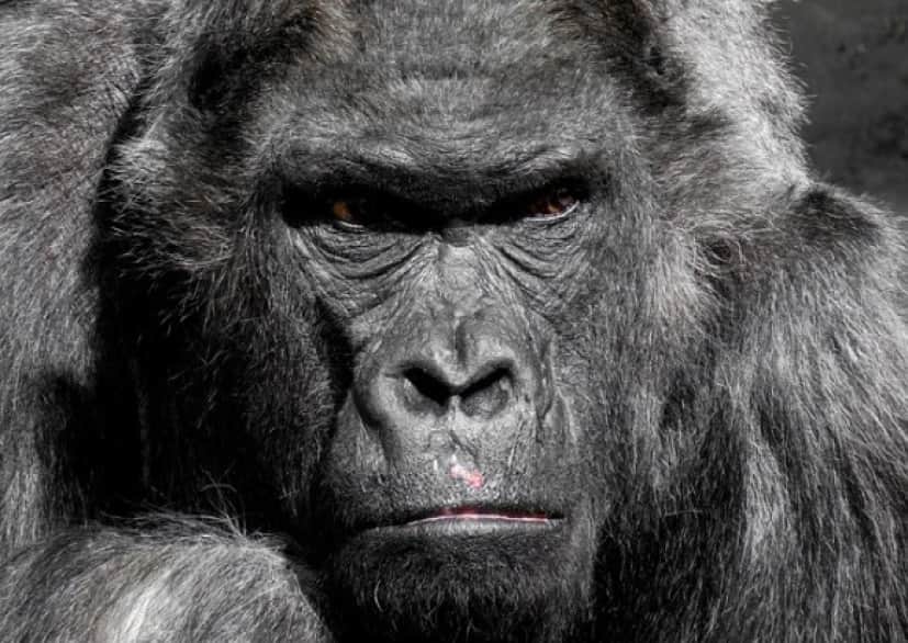 地球上で 最も強力な咬む力を持つ10の動物 カラパイア