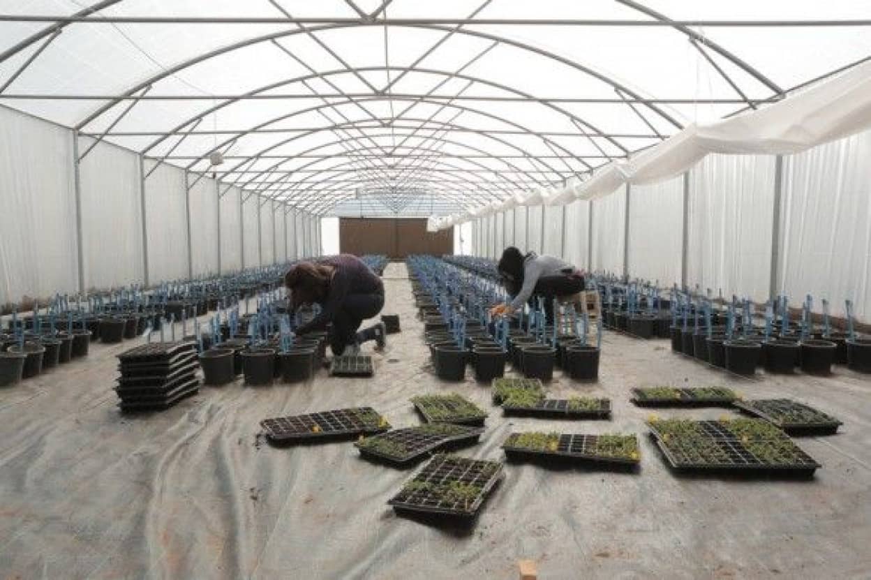 seeding_e