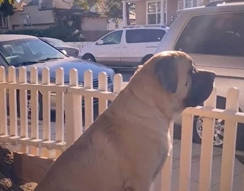 big dog cover_e