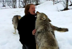 オオカミは愛情を注いでくれた人間を決して忘れない 2ヶ月ぶりに再会した女性に全身全霊で喜びを示すオオカミたちの映像 カラパイア