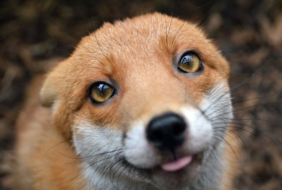 またしてもここに 人に懐きすぎて野生に帰せなくなったキツネシリーズ イギリスのプリンちゃん カラパイア