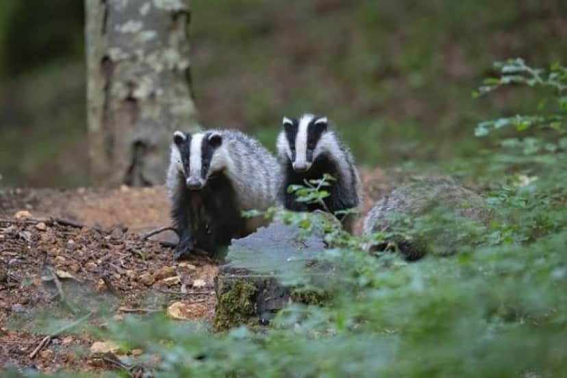 badger-5020426_640_e