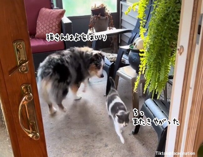 猫を家に誘導するお仕事をこなす牧羊犬のオーストラリアン・シェパード