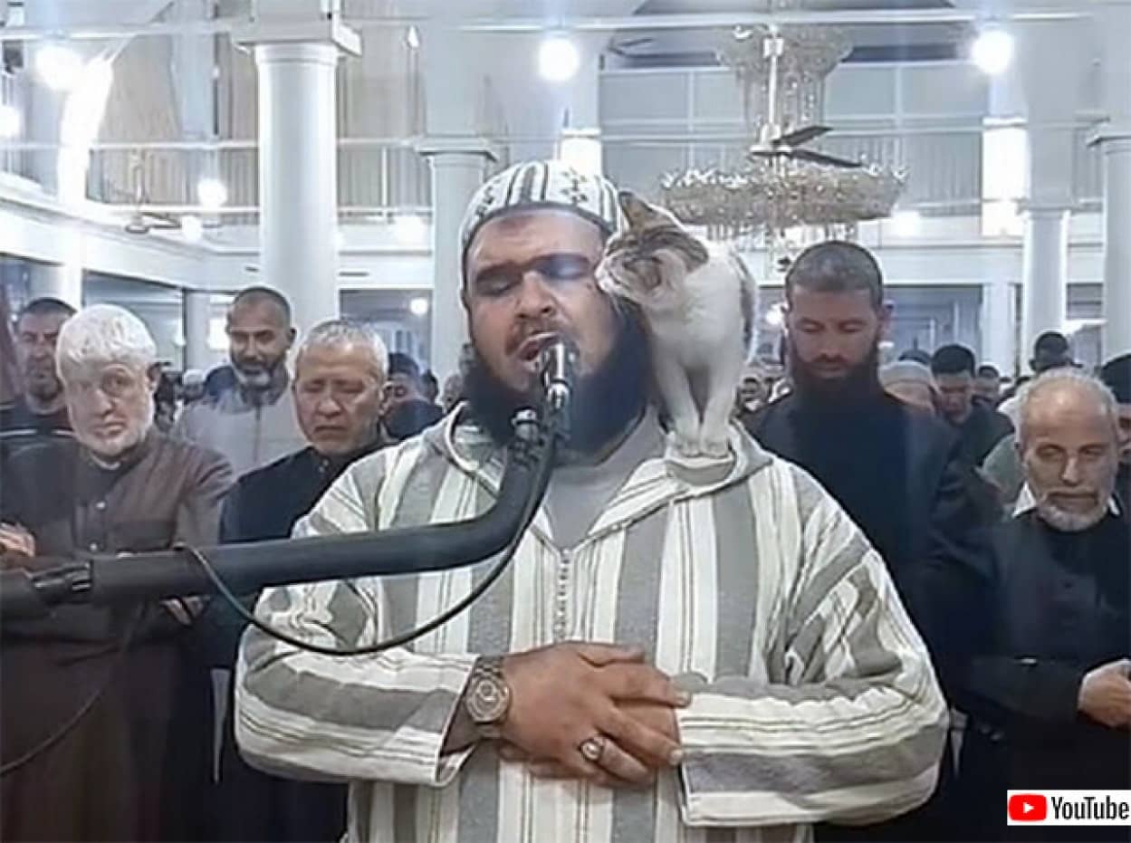 ラマダンの祈りの最中、猫が導師の肩に飛び乗り特別参加