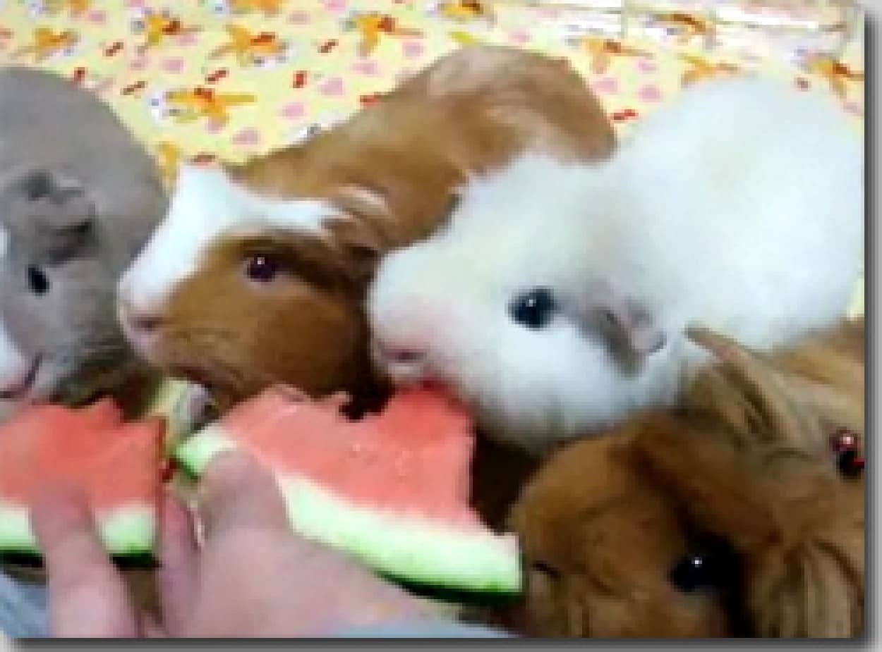 モルモット集団 スイカをむさぼり食う カラパイア